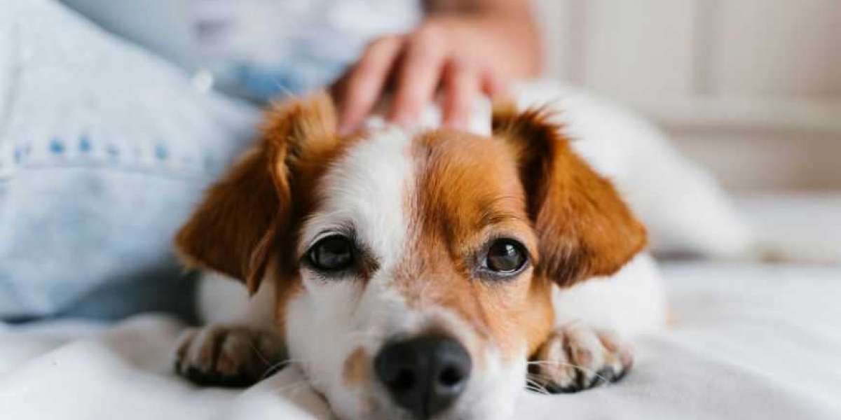 Principales Empresas en el Mercado de Cuidado de Mascotas en Chile